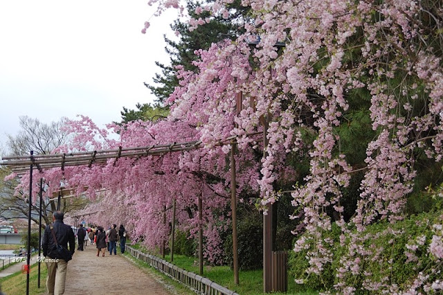 日本 京都 半木之道 櫻