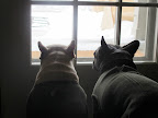 You're right, Sharkey.  Who would want to go out there when it's so gray and uninviting?