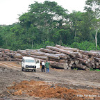 Troncs d'arbres dans la concession Safbois à Djabir, prêt de Isangi, dans la province orientale, 2005.