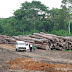 Troncs d'arbres dans la concession Safbois à Djabir, prêt de Isangi, dans la province orientale, 2005.