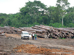 Troncs d'arbres dans la concession Safbois à Djabir, prêt de Isangi, dans la province orientale, 2005.