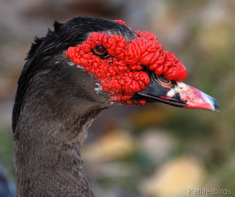 9. muscovy duck-kab