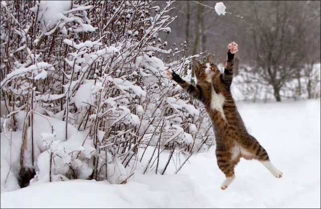 [cats-play-snow-11%255B2%255D.jpg]