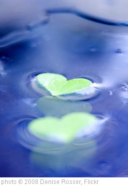 'two heart clover leaves' photo (c) 2008, Denise Rosser - license: http://creativecommons.org/licenses/by-nd/2.0/