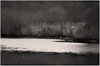 Graureiher an der Hamme Graureiher an der Hamme