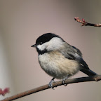 Chickadees