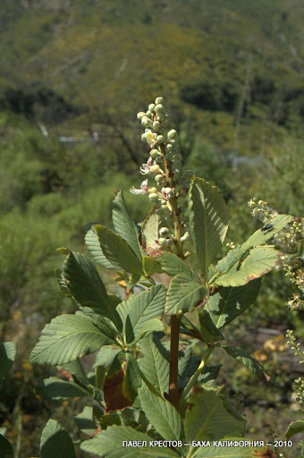 external image DSC_3416.jpg