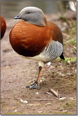 Slimbridge WWT - february