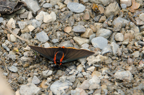 Des Yungas au Beni - Pyrrhopyge telassina shiva EVANS, 1951. Nord de Coroico à 1000 m d'alt. (Yungas, Bolivie), 17 octobre 2012. Photo : C. Basset