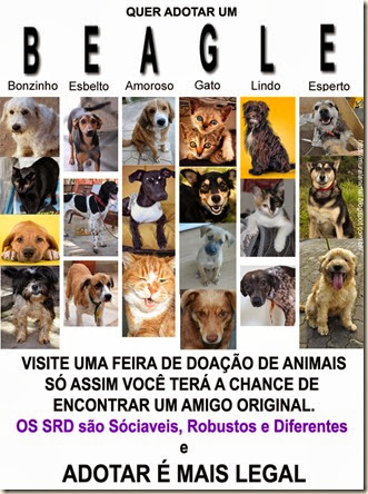 adotar_beagle adotar_beagle