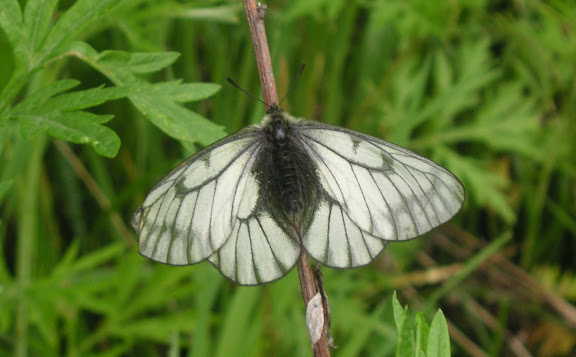 Parnassius stubbendorfii standfussi BRYK, 1912, femelle. Tigrovoy, 24 juin 2011. Photo : J. Michel