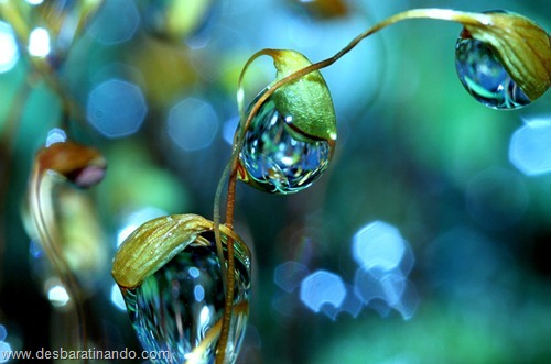 gotas de agua em macro desbaratinando  (19)