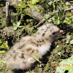 DSCN9532.JPG