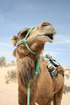 Sahara Tunisia_2009.04.06 361.JPG