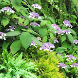 bloemen 2 008.jpg
