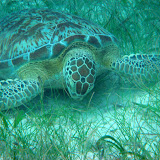 Diving Day 1
