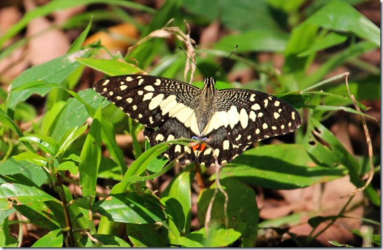 lime butterfly lime butterfly