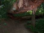 california_sequoia