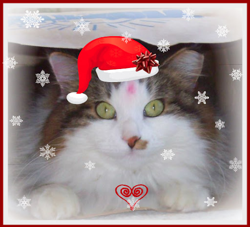 Kitty and Delia simply want to say, Kitty and Delia simply want to say,