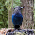 Stellers.jay.dscn2700