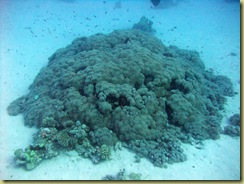 Large Coral covered with Anenome