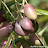 ACEITUNA