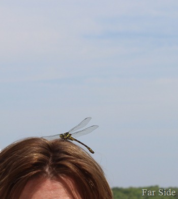 jen and a dragonfly hair ornament
