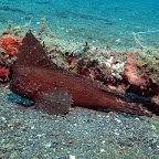 Cockatoo Leaffish (Lembeh Strait)