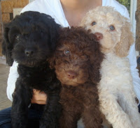 labradoodle puppies