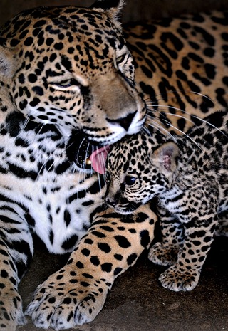 NICARAGUA-NATURE-JAGUAR-FEATURE
