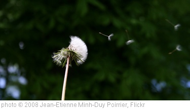 'Blowing a dandelion clock' photo (c) 2008, Jean-Etienne Minh-Duy Poirrier - license: http://creativecommons.org/licenses/by-sa/2.0/