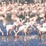 Kenia Lake Nakuru
