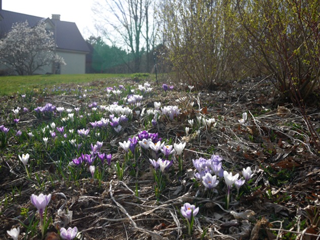 spring_4