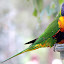 Lorikeet at Lone Pine Sanctuary - Brisbane, Australia