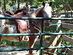 C7 has 2 horse pens