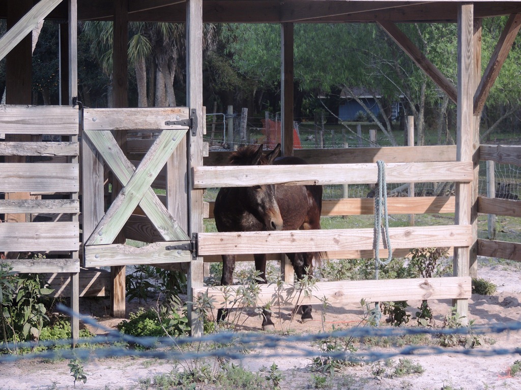 [bucky%2520the%2520beer%2520drinking%2520mule%255B3%255D.jpg]