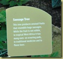 917 - Sausage Tree