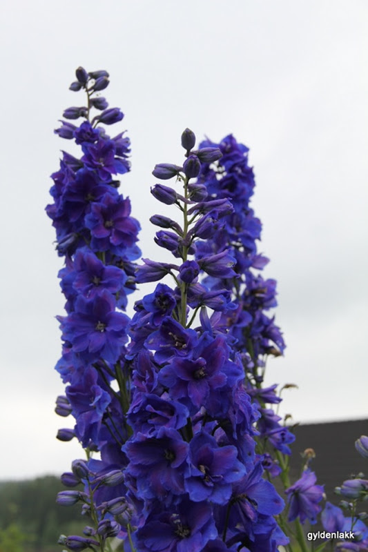 IMG_0669 IMG_0669