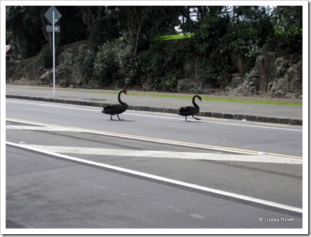 This pair were caught crossing the road outside the Zoo.