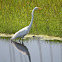 Great Egret