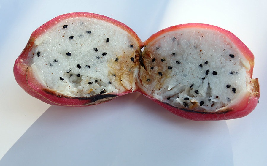 [111203_cereus_hildmannianus_fruit32.jpg]