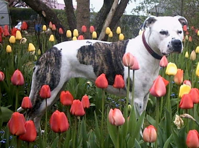 American_Staffordshire_Terrier.jpg