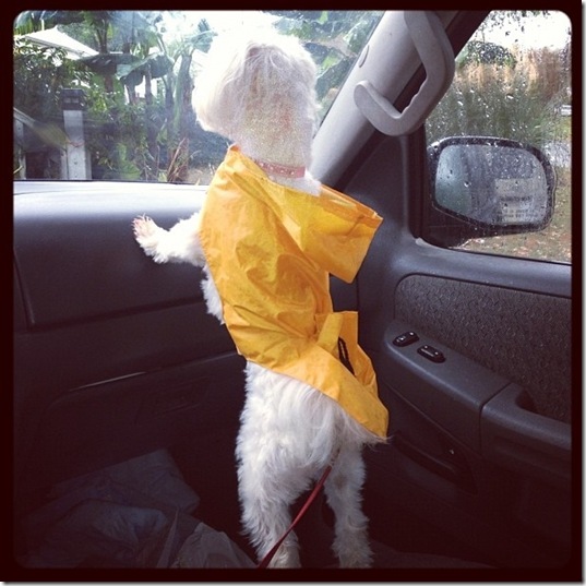 hurricane-sandy-dogs-32