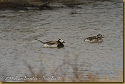 Long Tailed Ducks _ROT5214 NIKON D3S June 16, 2011