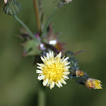 another flower.jpg