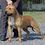 Fotos_macho_arquivos