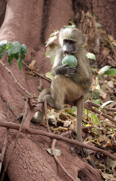 [October-22-2012-vervet-monkey3.jpg]