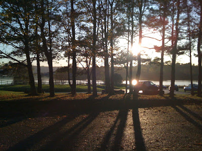 Sunlight through Tall Pines at Chew Valley Lake