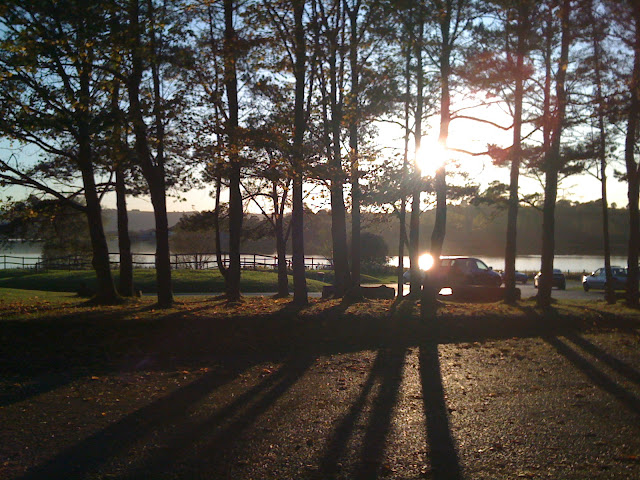 Sunlight through Tall Pines at Chew Valley Lake
