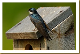 Tree Swallow on Nesting Box _ROT8395 NIKON D3S June 28, 2011